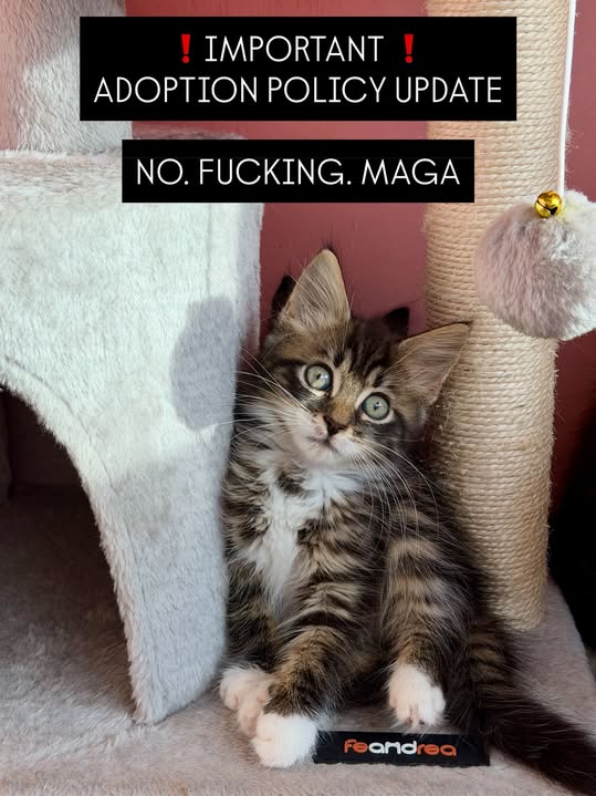 Ittybittykitty